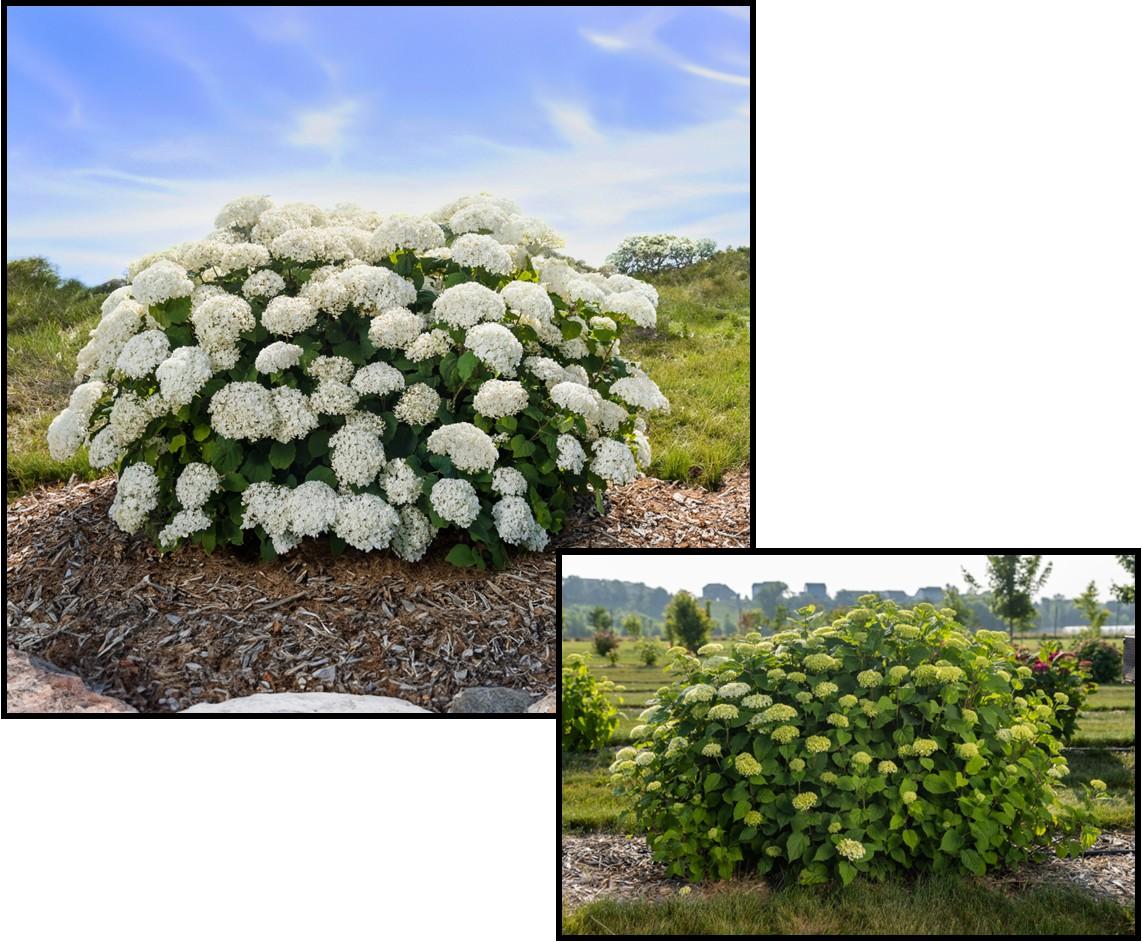 Hydrangea Arborescens 'flowerfull' - View 11 from www redcrocus com