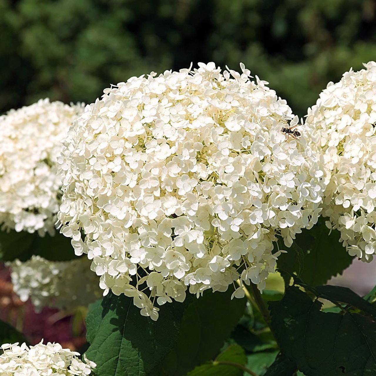 Hydrangea Arborescens 'flowerfull' - View 15 from www redcrocus com