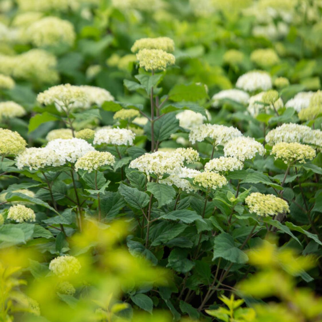 Hydrangea Arborescens 'flowerfull' - View 16 from www redcrocus com