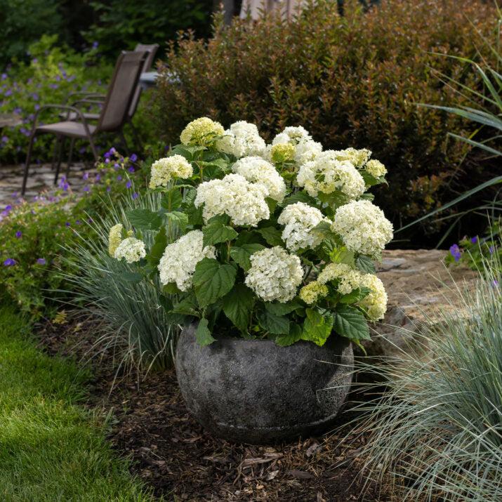 Hydrangea Arborescens 'flowerfull' - View 17 from www redcrocus com