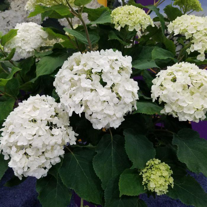 Hydrangea Arborescens 'flowerfull' - View 19 from www redcrocus com