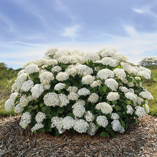Hydrangea Arborescens 'flowerfull' - View 1 from www redcrocus com
