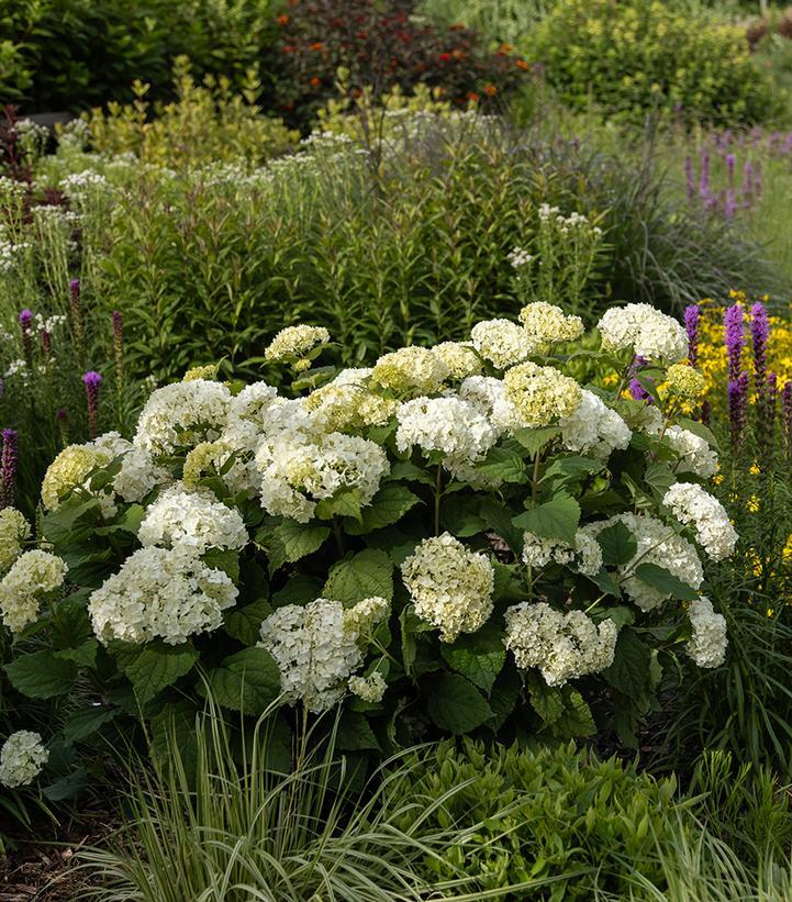 Hydrangea Arborescens 'flowerfull' - View 2 from www redcrocus com