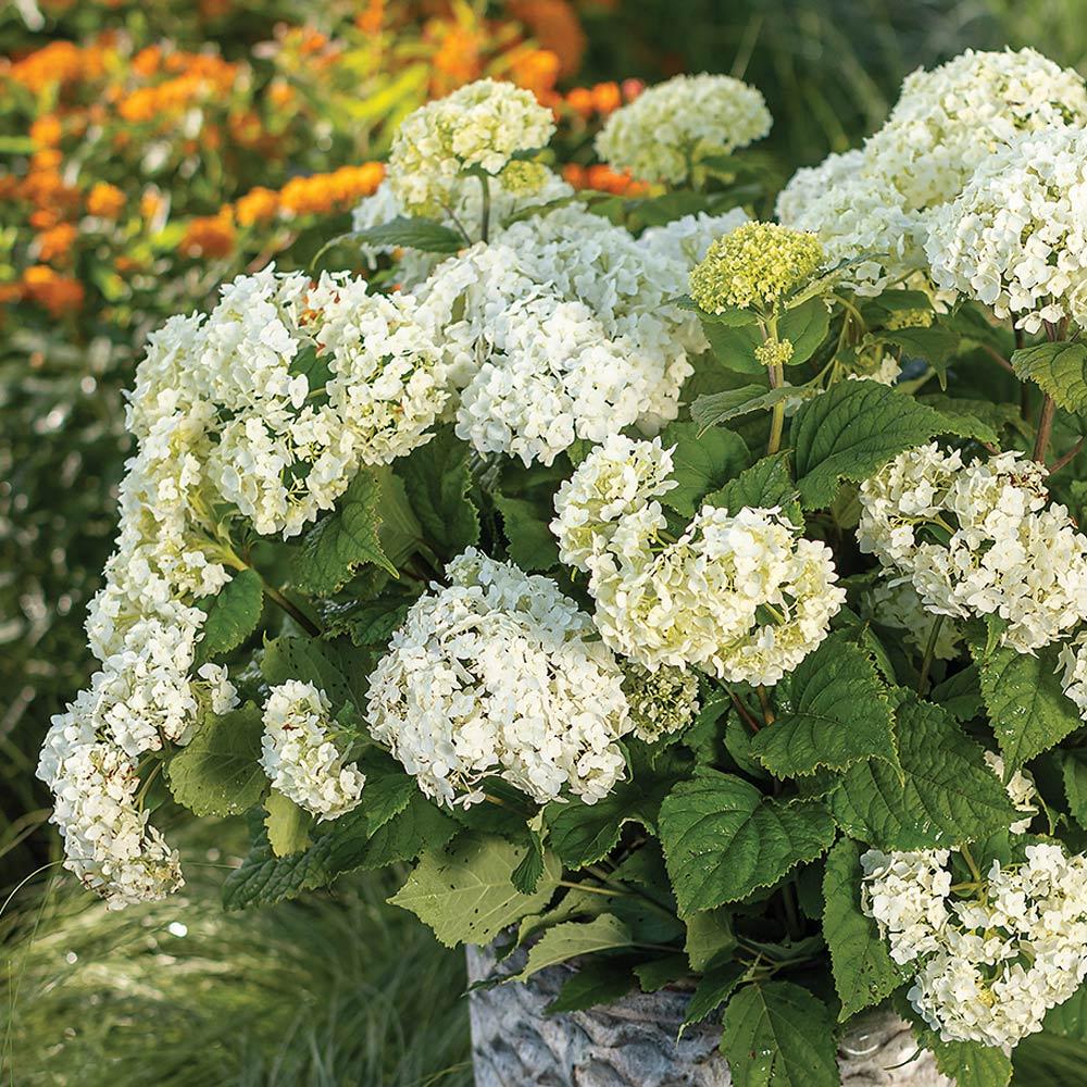 Hydrangea Arborescens 'flowerfull' - View 3 from www redcrocus com