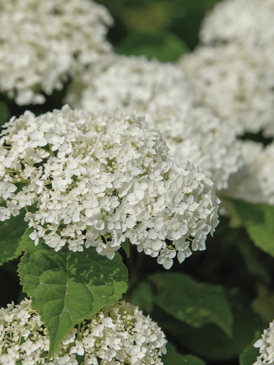 Hydrangea Arborescens 'flowerfull' - View 4 from www redcrocus com
