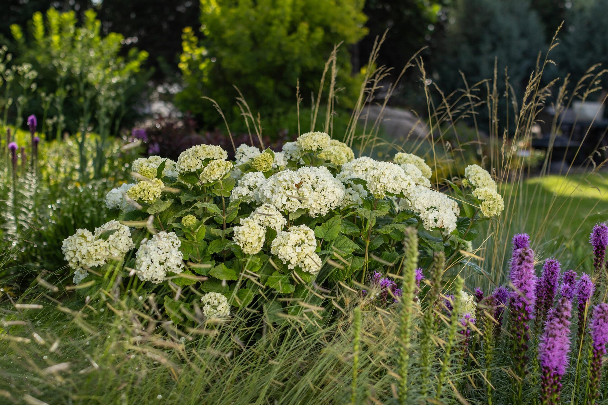 Hydrangea Arborescens 'flowerfull' - View 5 from www redcrocus com
