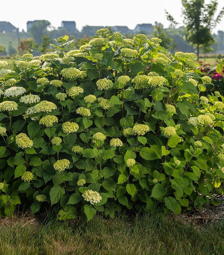 Hydrangea Arborescens 'flowerfull' - View 6 from www redcrocus com