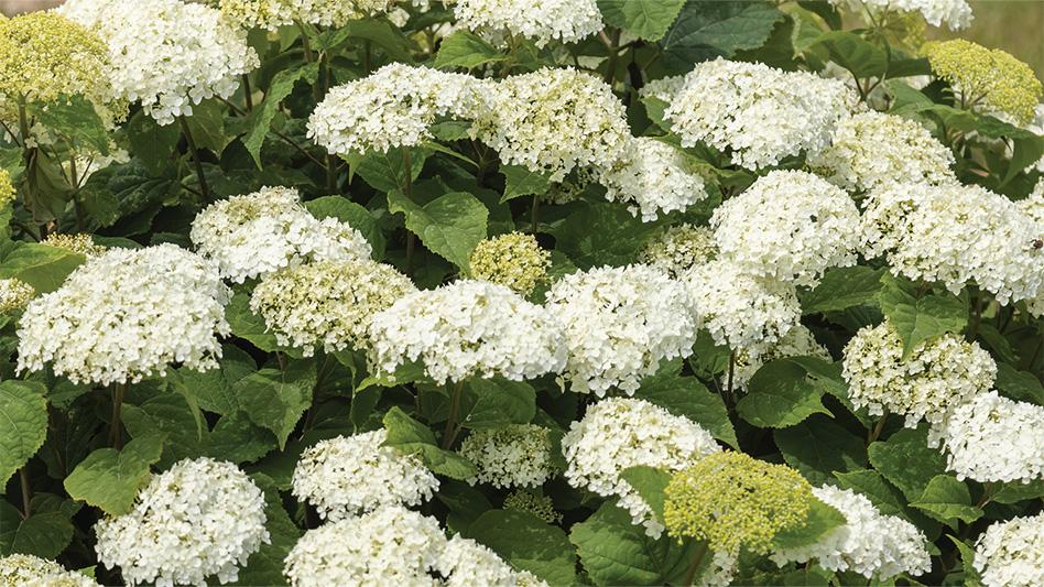 Hydrangea Arborescens 'flowerfull' - View 7 from www redcrocus com