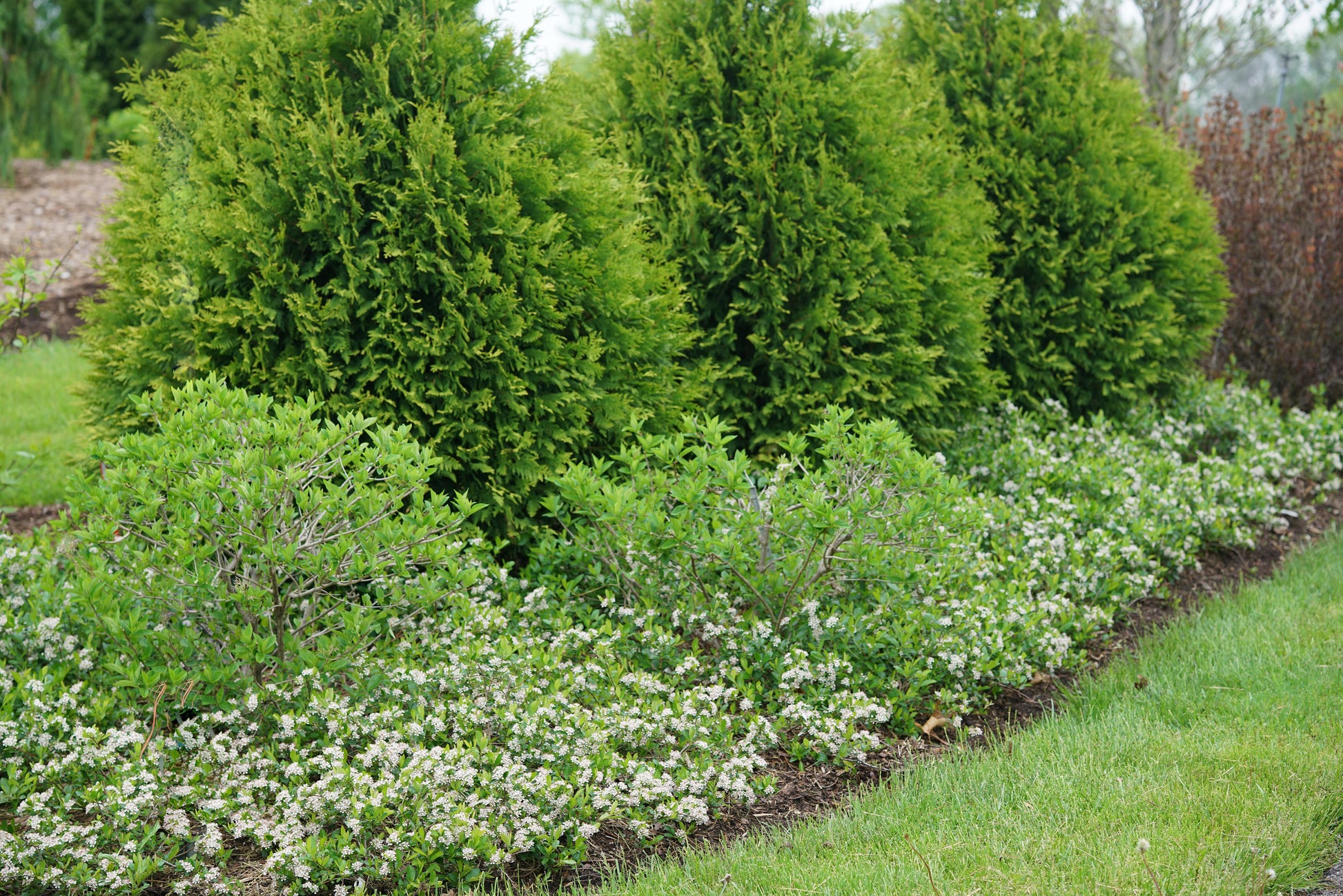 Aronia Melanocarpa 'ground Hug' - View 1 from www redcrocus com