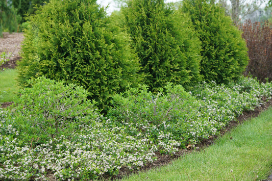 Aronia Melanocarpa 'ground Hug' - View 1 from www redcrocus com