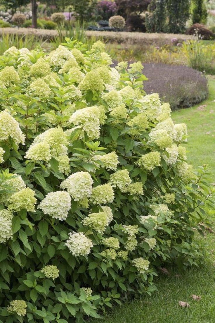 Hydrangea Paniculata 'limelight' - View 10 from www redcrocus com