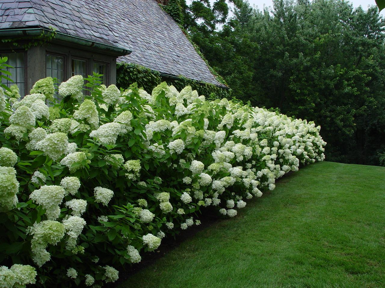 Hydrangea Paniculata 'limelight' - View 13 from www redcrocus com