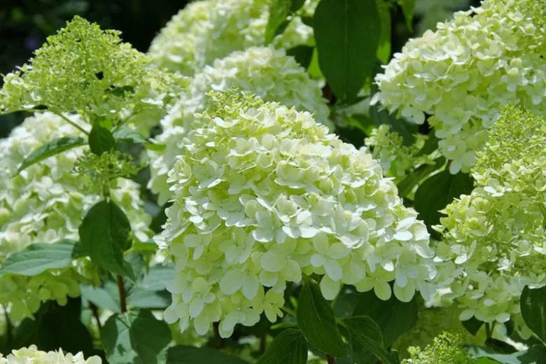Hydrangea Paniculata 'limelight' - View 14 from www redcrocus com