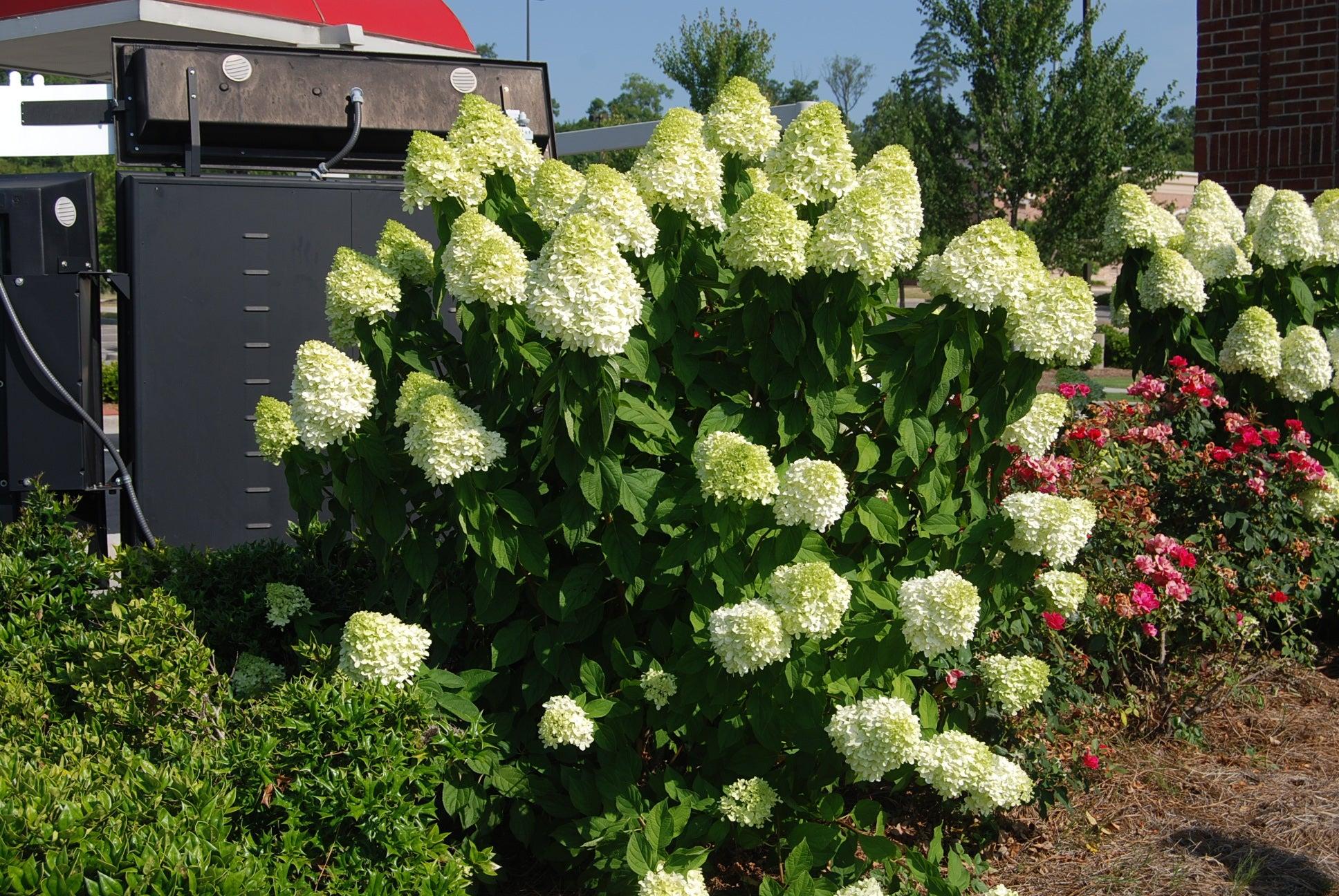 Hydrangea Paniculata 'limelight' - View 15 from www redcrocus com