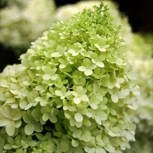 Hydrangea Paniculata 'limelight' - View 17 from www redcrocus com
