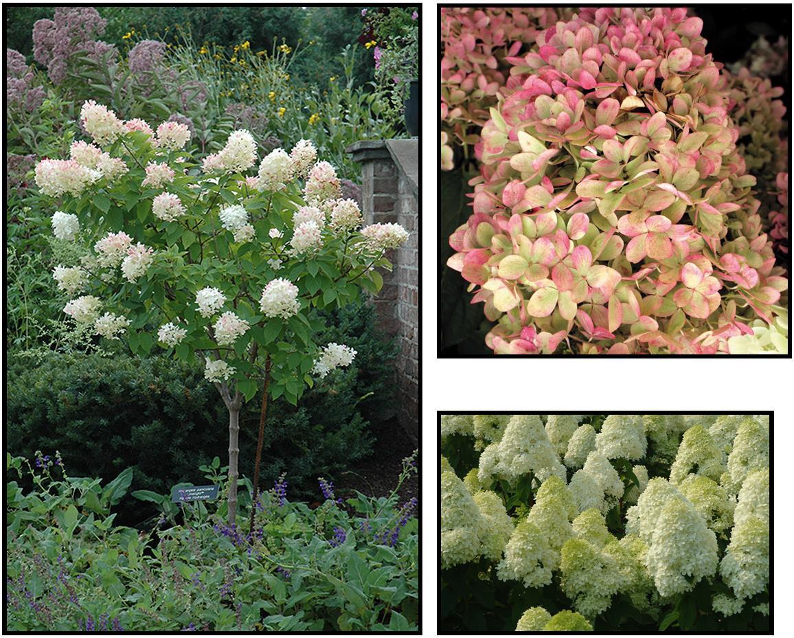 Hydrangea Paniculata 'limelight' - View 19 from www redcrocus com