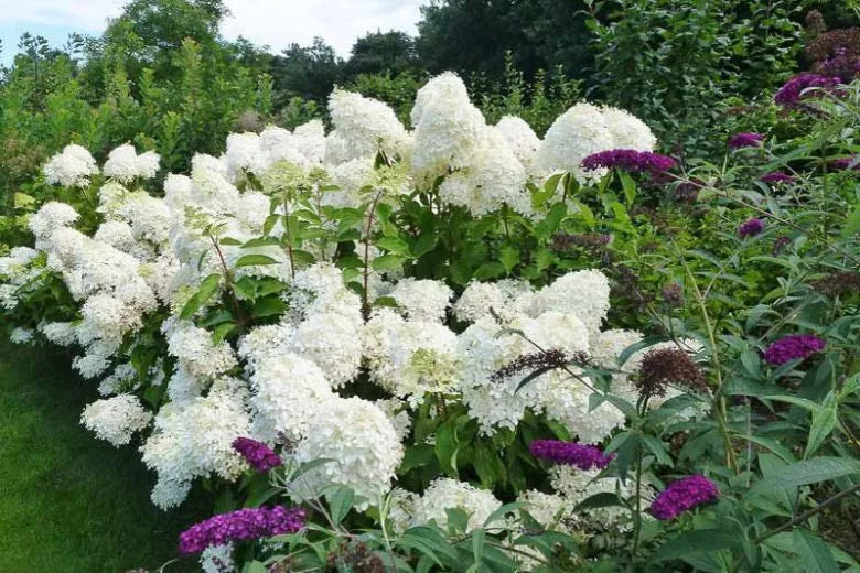 Hydrangea Paniculata 'limelight' - View 21 from www redcrocus com