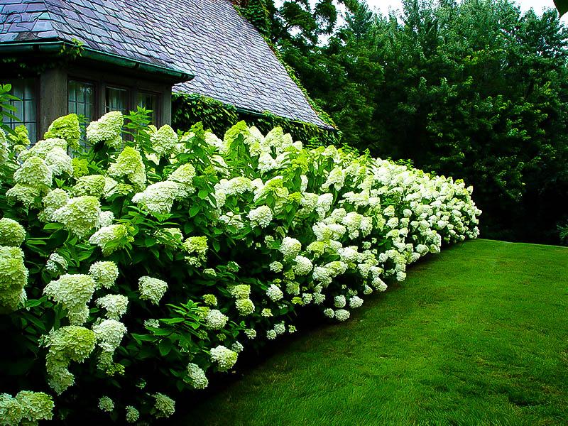 Hydrangea Paniculata 'limelight' - View 24 from www redcrocus com