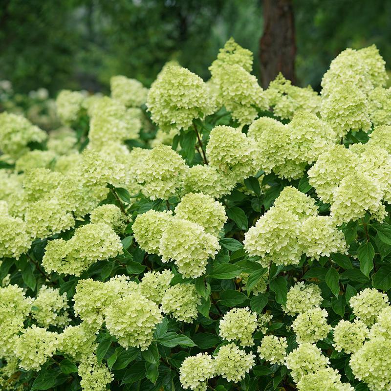 Hydrangea Paniculata 'limelight' - View 26 from www redcrocus com