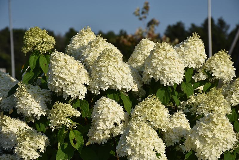 Hydrangea Paniculata 'limelight' - View 27 from www redcrocus com