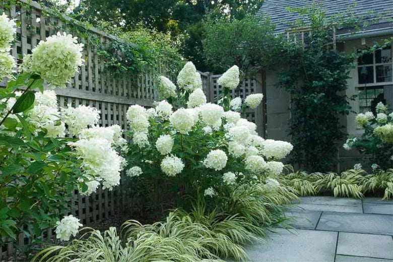 Hydrangea Paniculata 'limelight' - View 2 from www redcrocus com