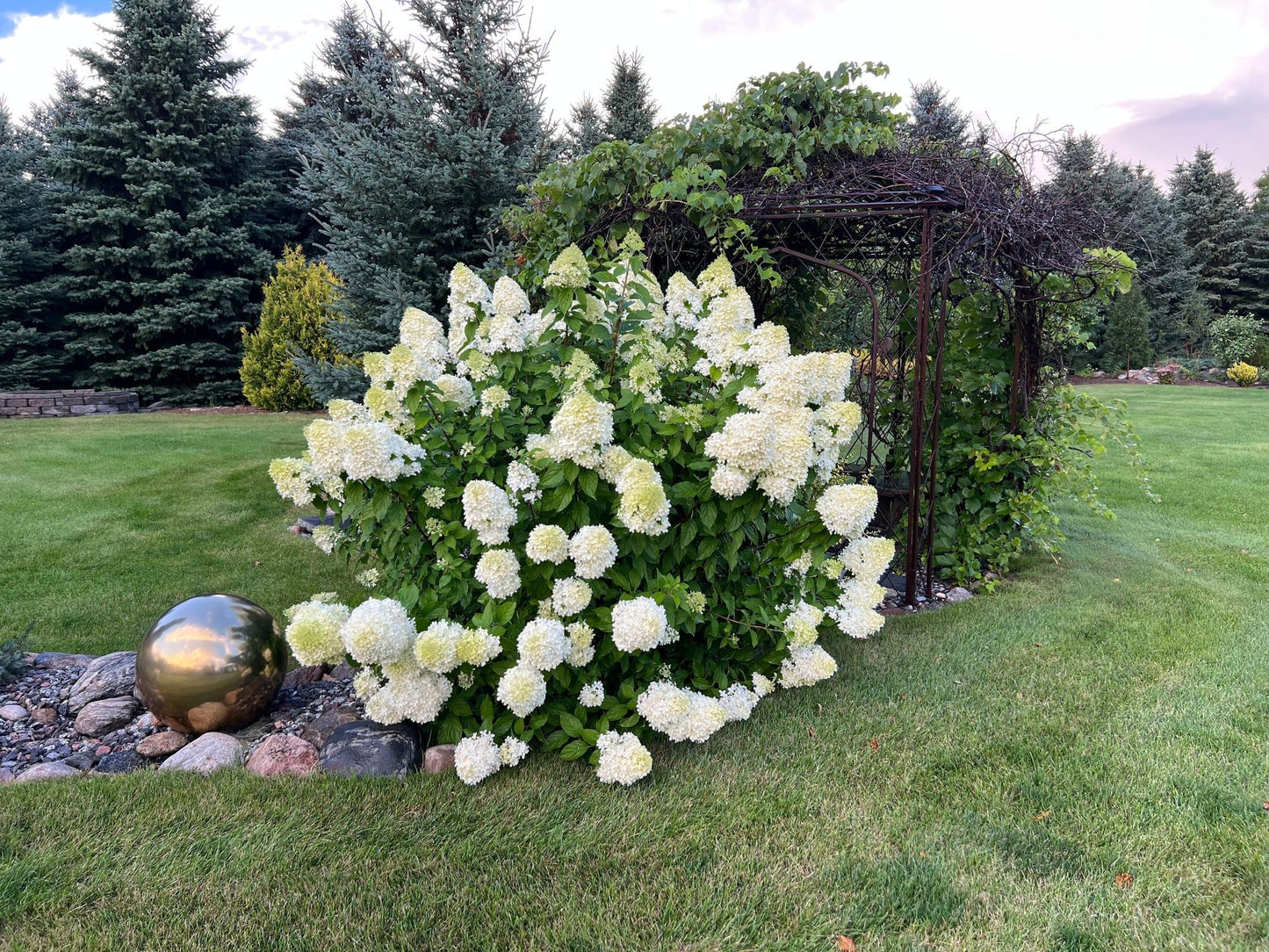 Hydrangea Paniculata 'limelight' - View 30 from www redcrocus com