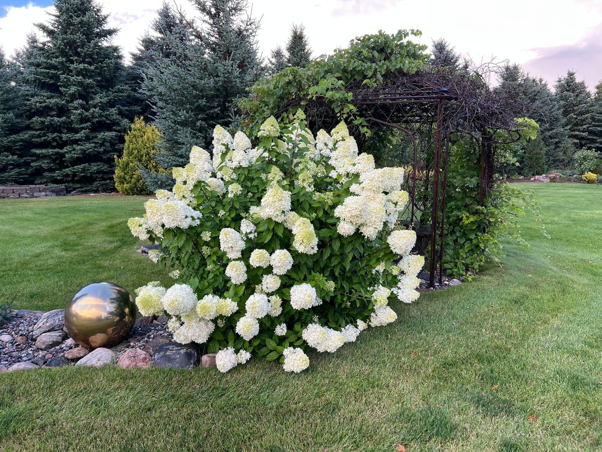 Hydrangea Paniculata 'limelight' - View 30 from www redcrocus com
