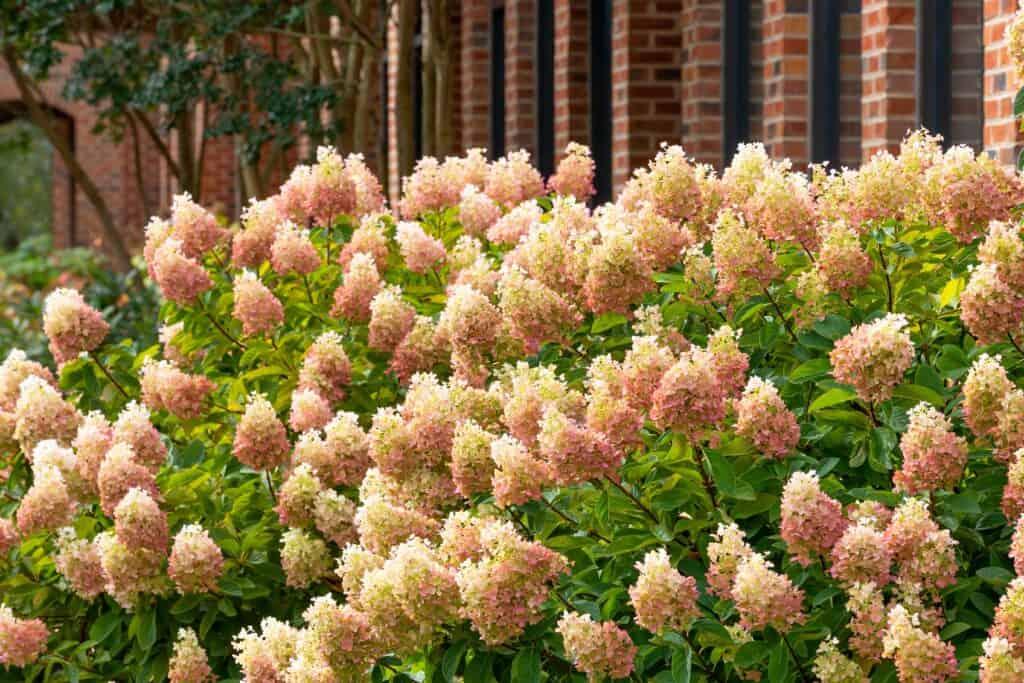 Hydrangea Paniculata 'limelight' - View 32 from www redcrocus com