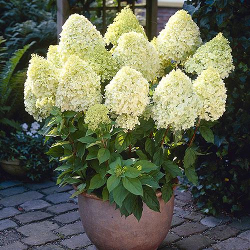 Hydrangea Paniculata 'limelight' - View 34 from www redcrocus com