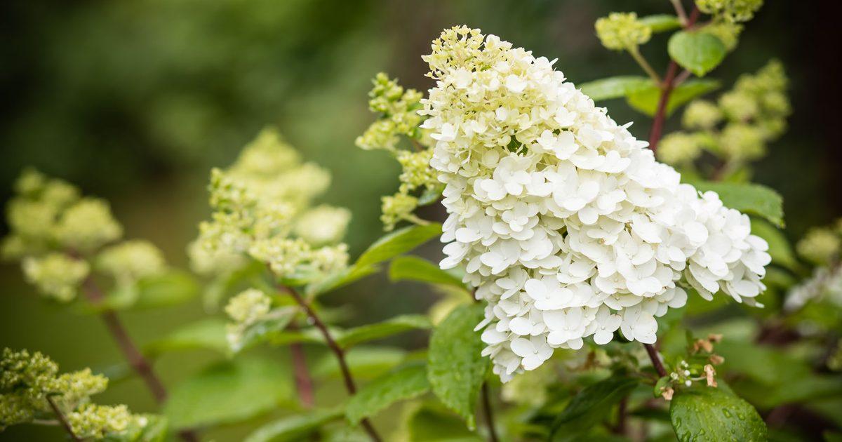 Hydrangea Paniculata 'limelight' - View 4 from www redcrocus com