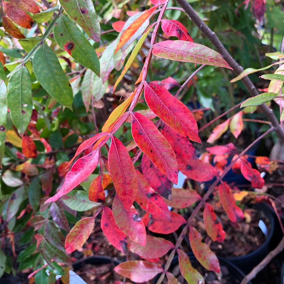Rhus Copallinum - View 10 from www redcrocus com