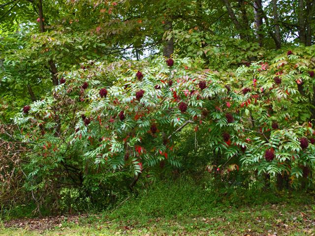 Rhus Copallinum - View 11 from www redcrocus com