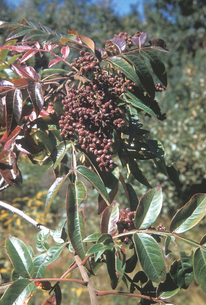 Rhus Copallinum - View 12 from www redcrocus com