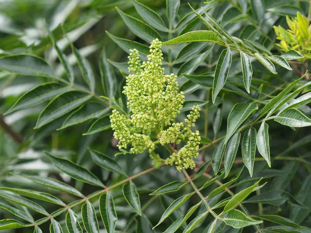 Rhus Copallinum - View 13 from www redcrocus com