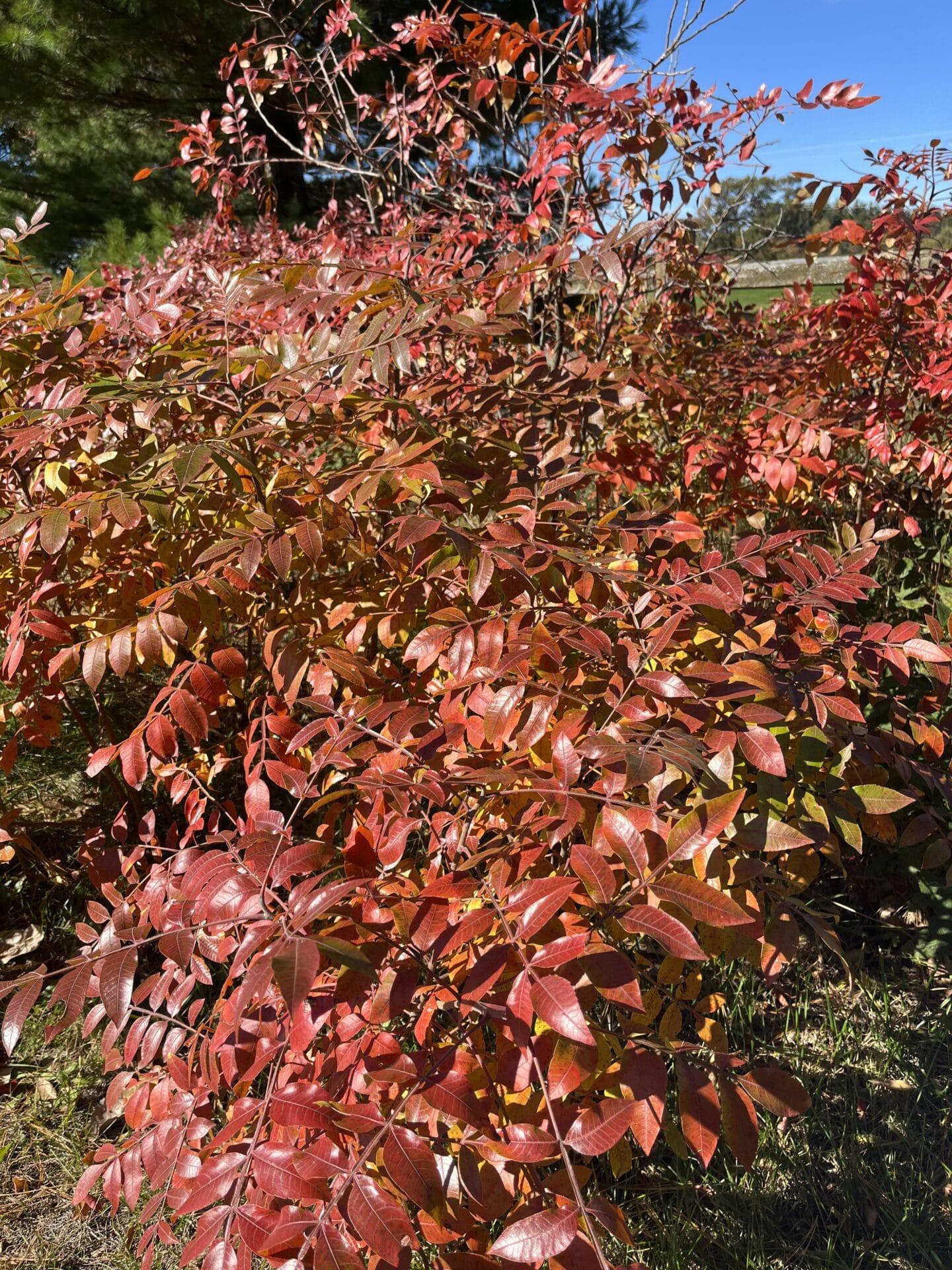 Rhus Copallinum - View 14 from www redcrocus com