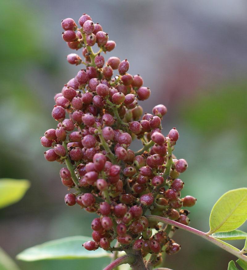 Rhus Copallinum - View 15 from www redcrocus com
