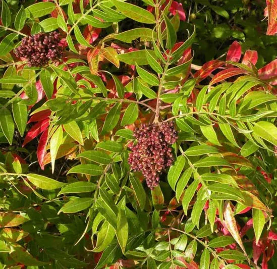 Rhus Copallinum - View 16 from www redcrocus com