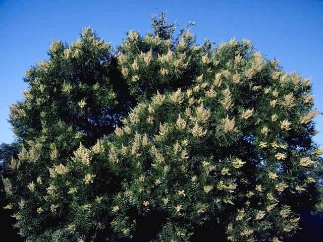 Rhus Copallinum - View 18 from www redcrocus com