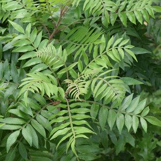 Rhus Copallinum - View 19 from www redcrocus com