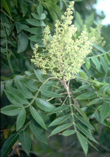 Rhus Copallinum - View 1 from www redcrocus com