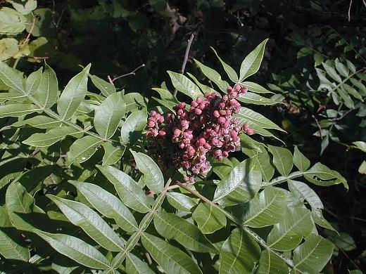Rhus Copallinum - View 21 from www redcrocus com