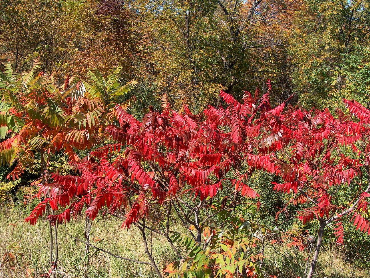 Rhus Copallinum - View 24 from www redcrocus com