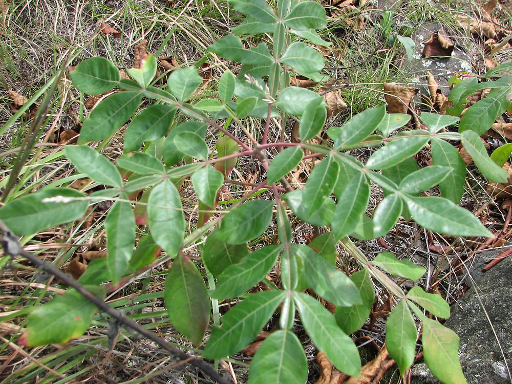Rhus Copallinum - View 25 from www redcrocus com