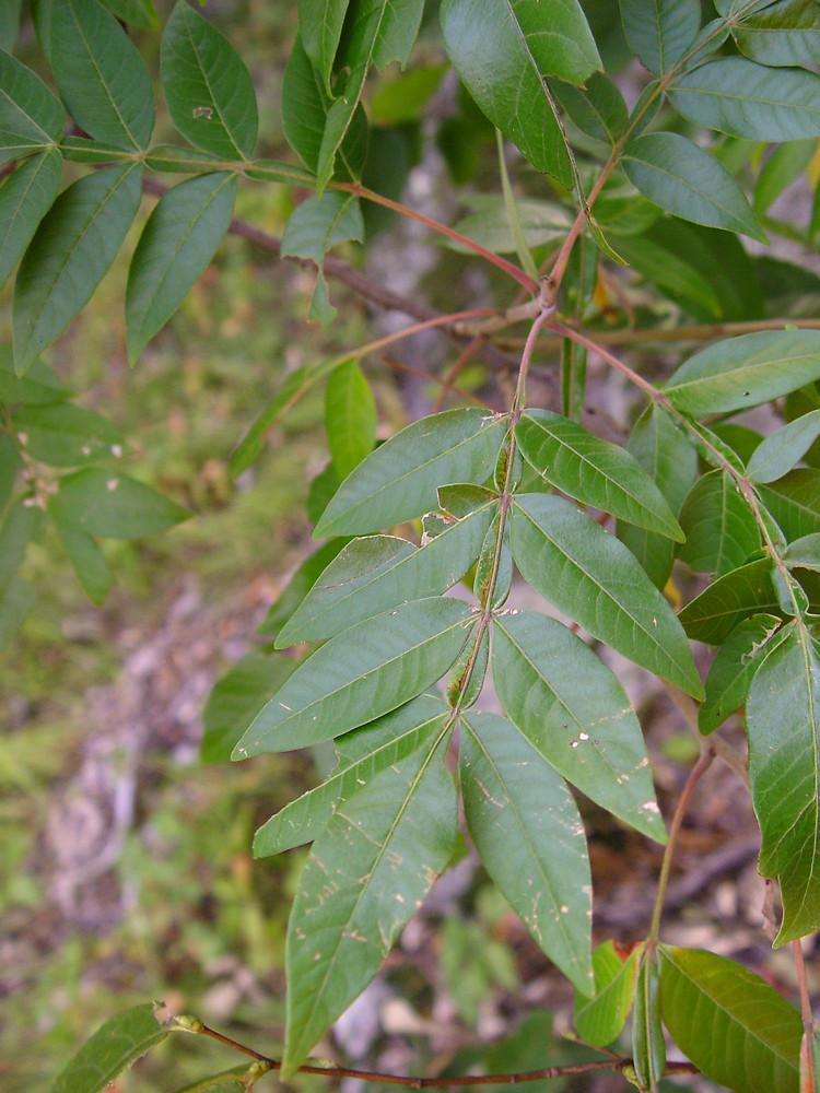Rhus Copallinum - View 27 from www redcrocus com
