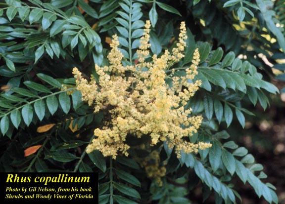 Rhus Copallinum - View 28 from www redcrocus com