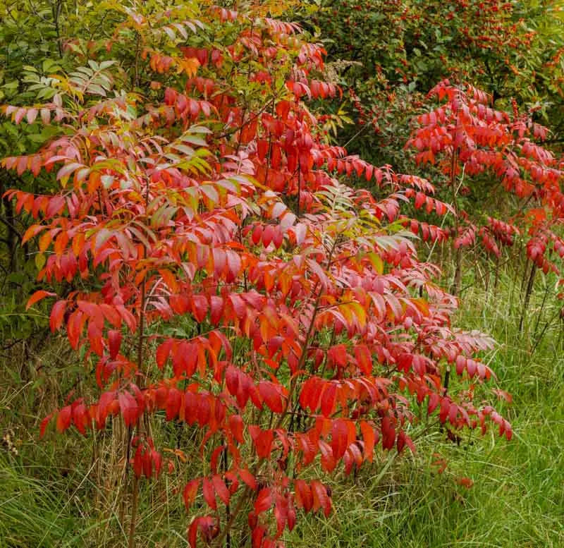 Rhus Copallinum - View 29 from www redcrocus com