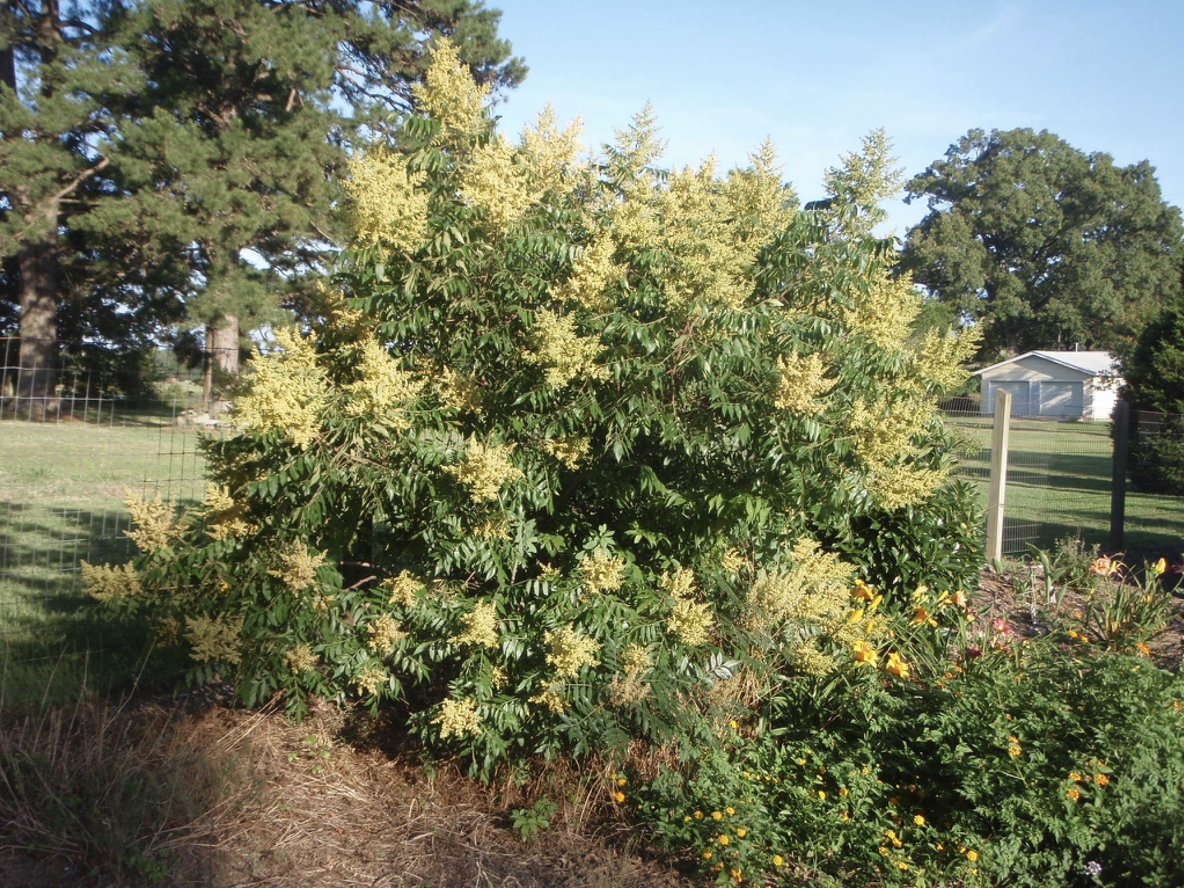 Rhus Copallinum - View 2 from www redcrocus com