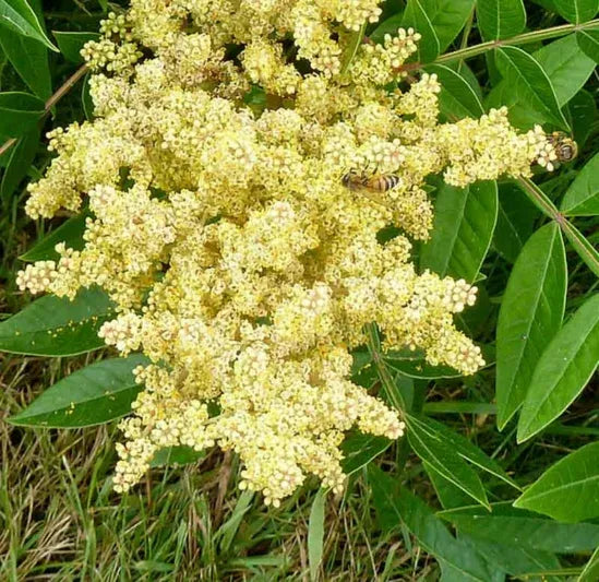 Rhus Copallinum - View 30 from www redcrocus com