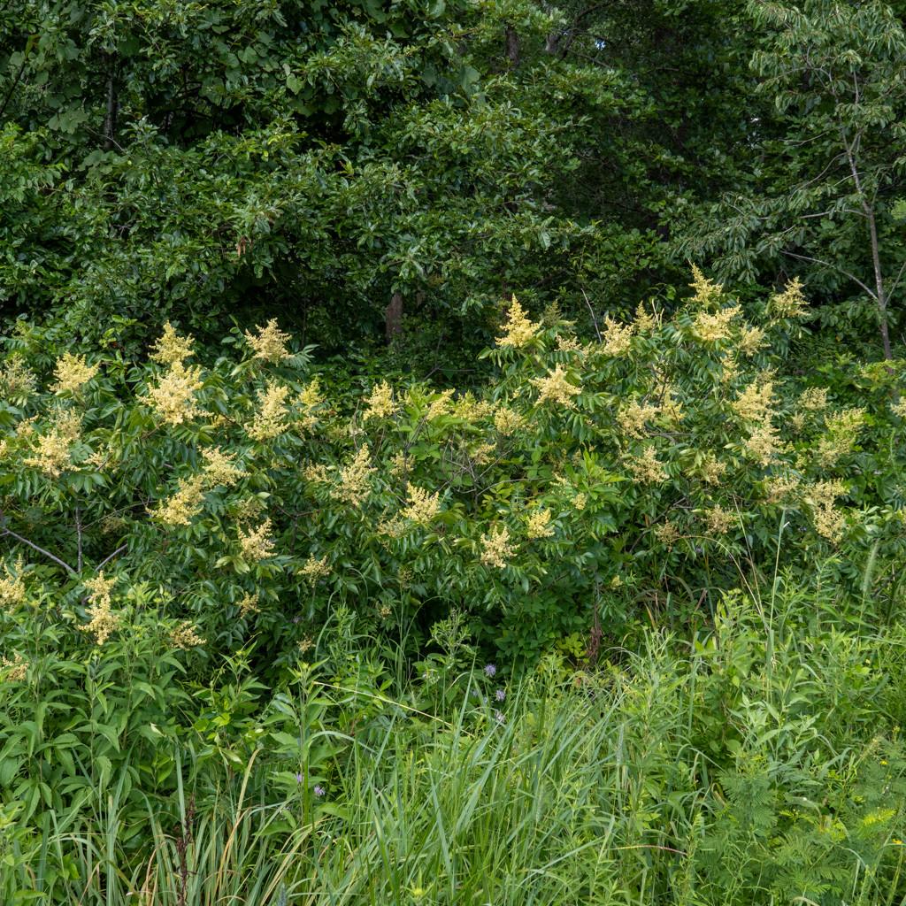 Rhus Copallinum - View 31 from www redcrocus com