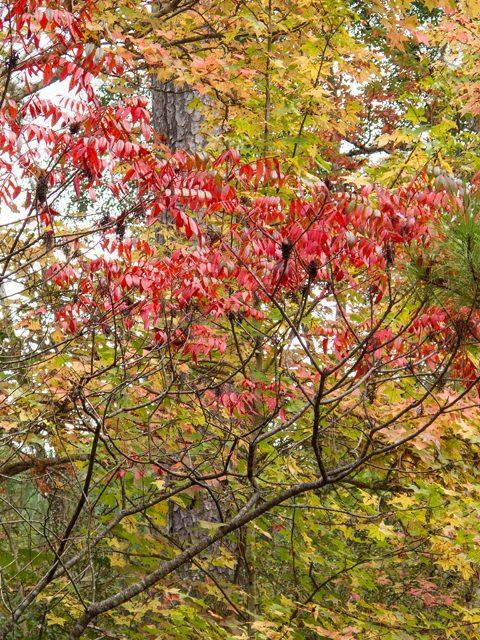 Rhus Copallinum - View 32 from www redcrocus com
